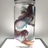 Diaphonized Rat