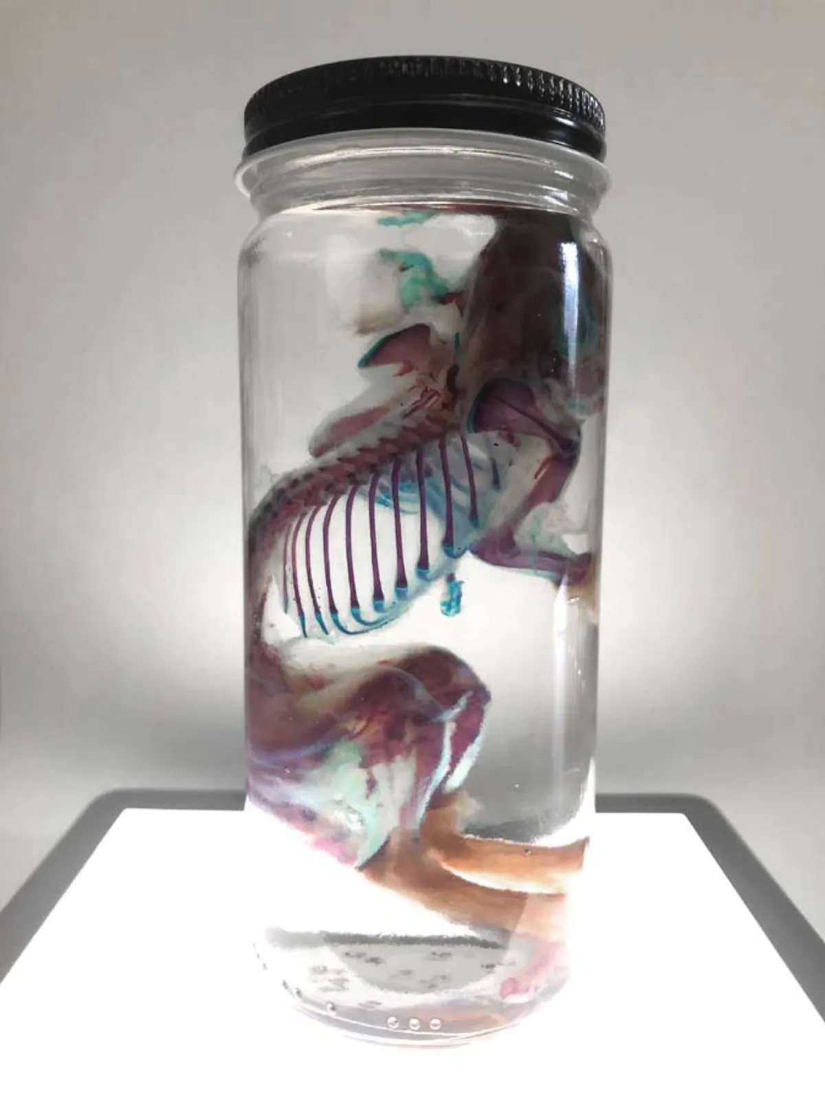 Diaphonized Rat