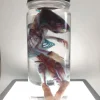 Diaphonized Rat