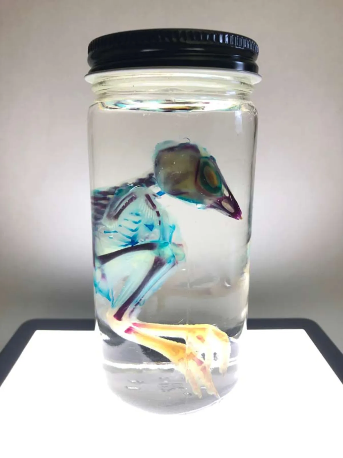 Diaphonized Chick
