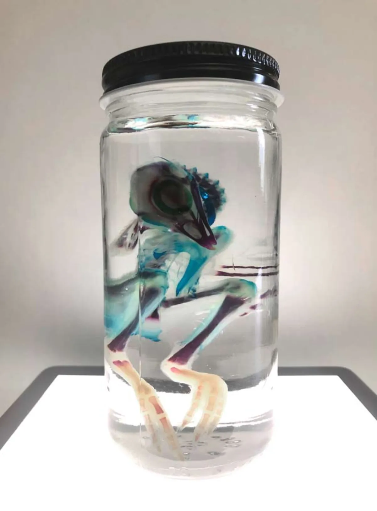 Diaphonized Chick
