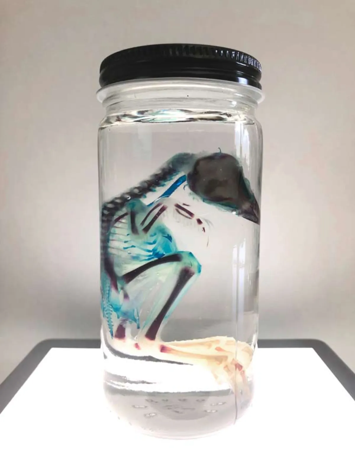 Diaphonized Chick