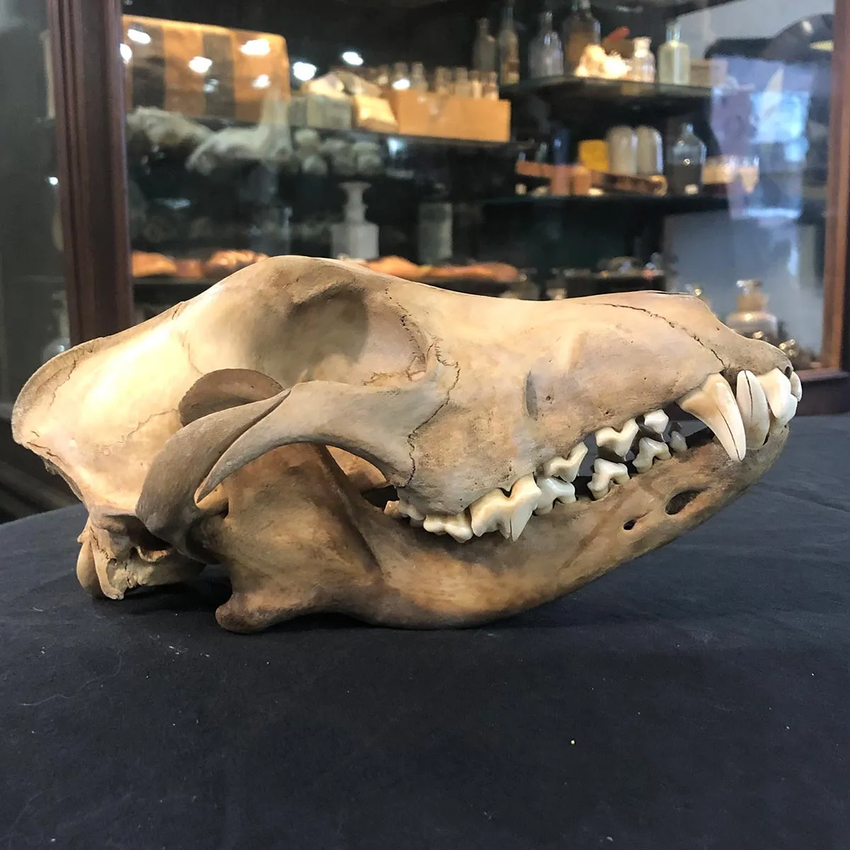 Dog