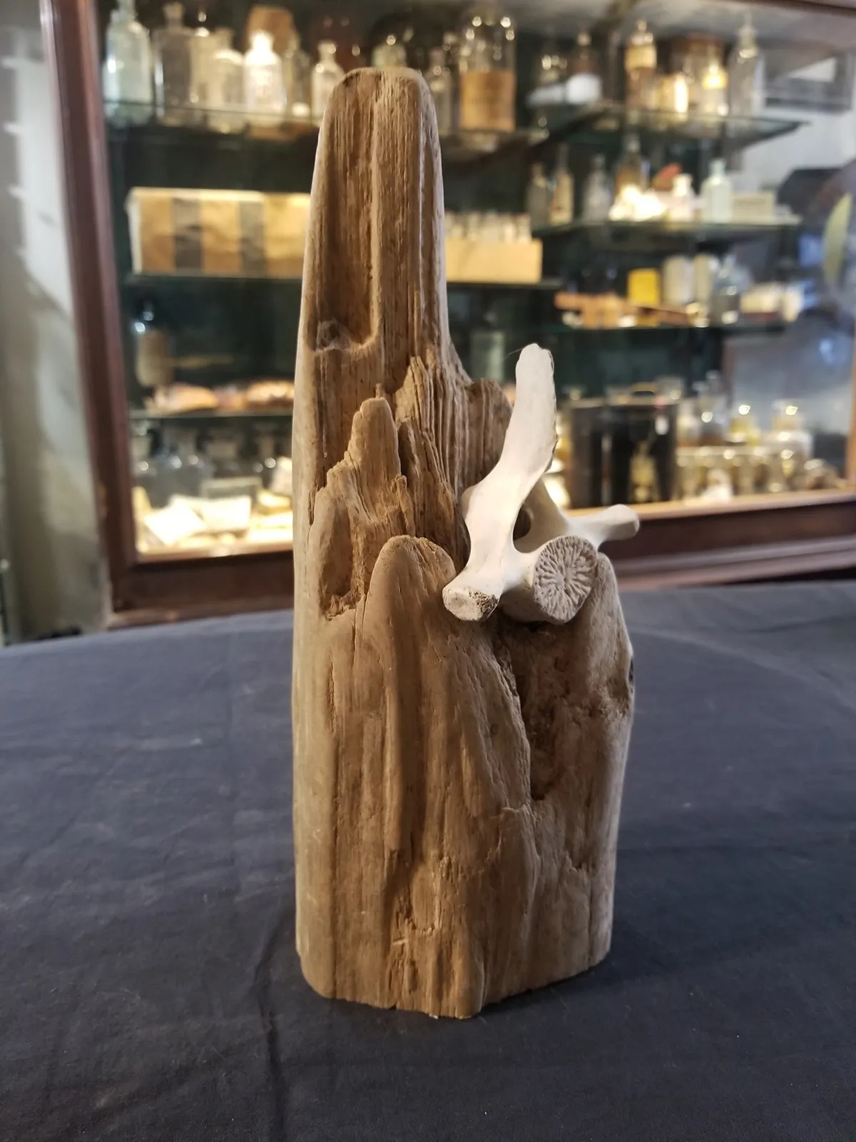 Natural Marine Vertebrae Sculpture
