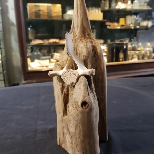 Natural Marine Vertebrae Sculpture