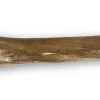 Woolly Mammoth Leg Bone