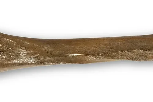 Woolly Mammoth Leg Bone