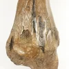 Woolly Mammoth Leg Bone