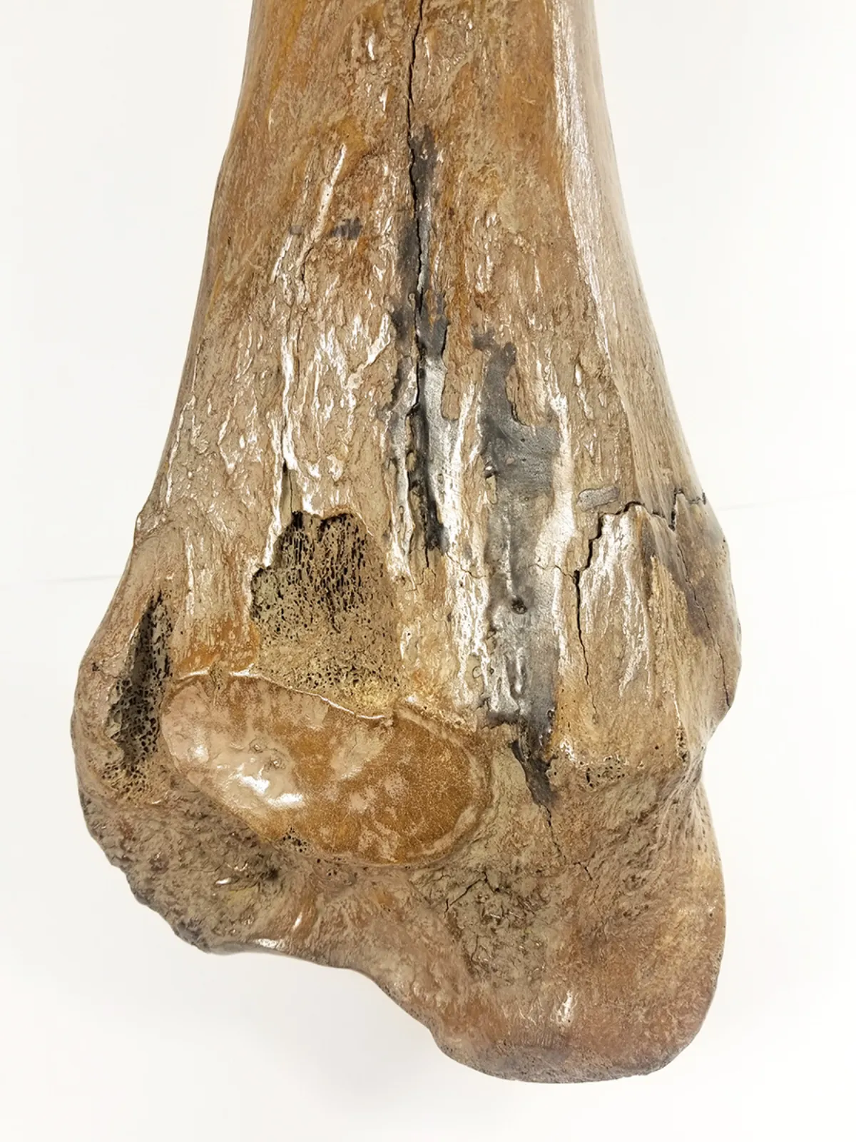 Woolly Mammoth Leg Bone