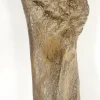 Woolly Mammoth Leg Bone