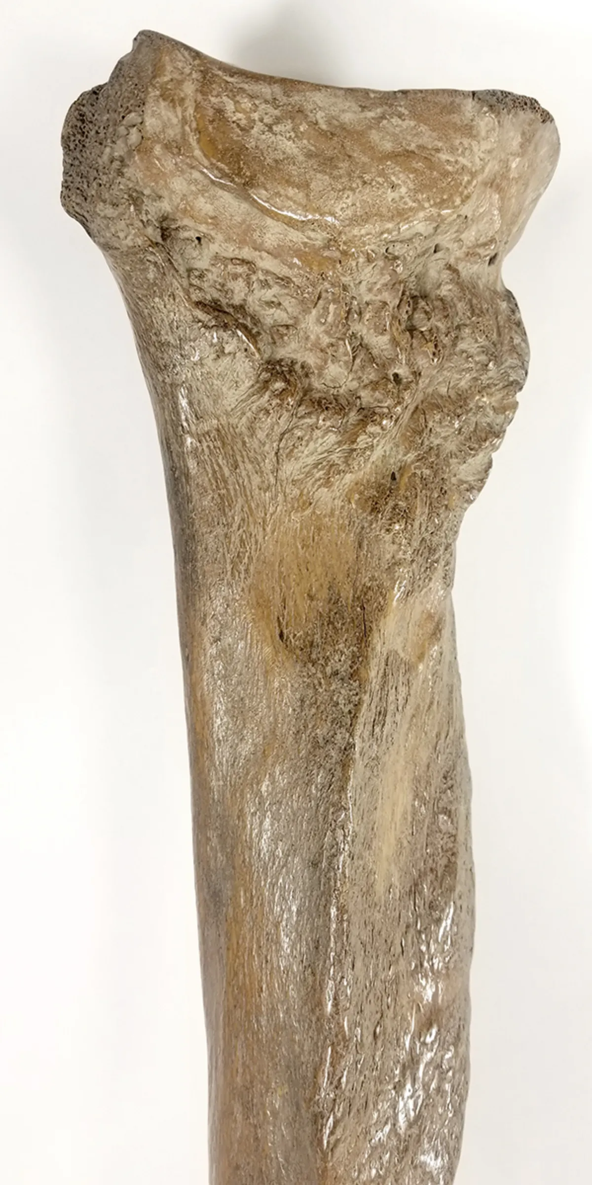 Woolly Mammoth Leg Bone