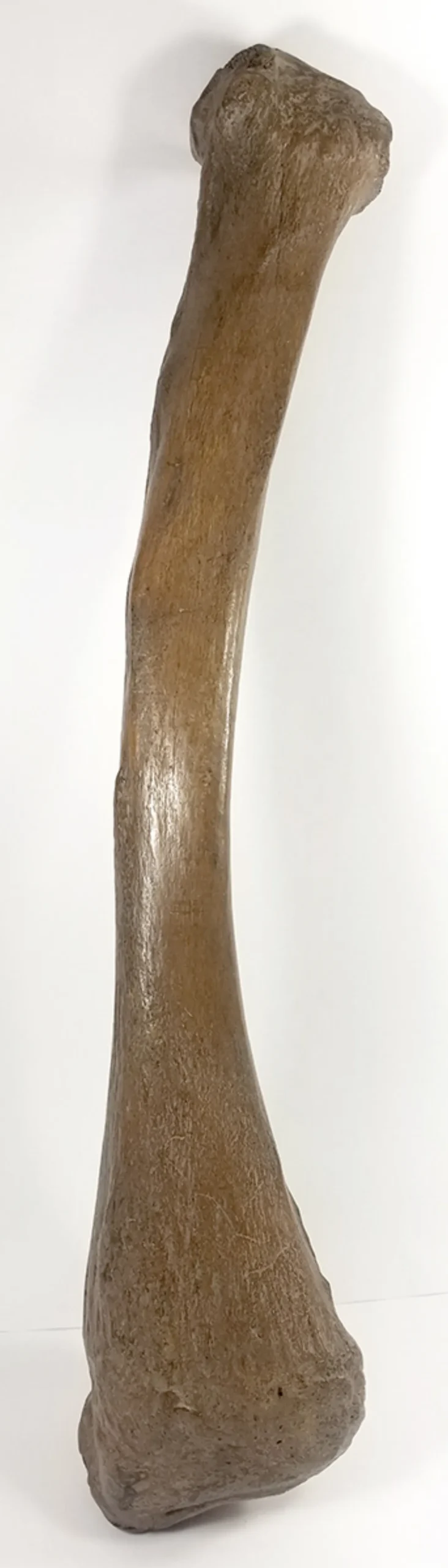 Woolly Mammoth Leg Bone