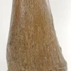 Woolly Mammoth Leg Bone