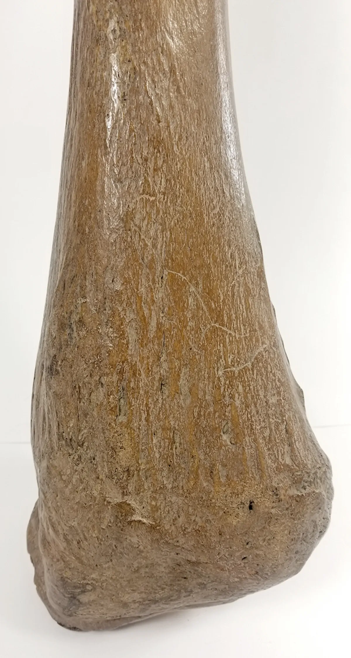 Woolly Mammoth Leg Bone