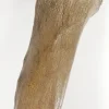 Woolly Mammoth Leg Bone