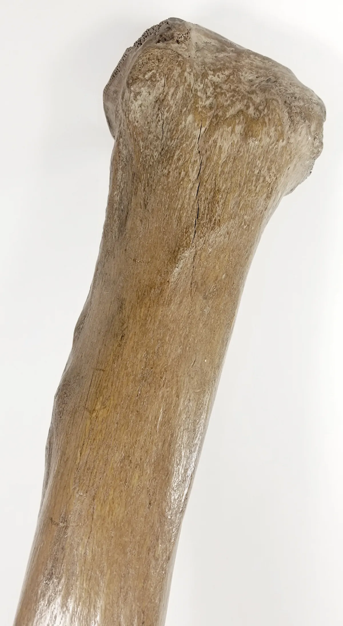 Woolly Mammoth Leg Bone