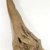 Woolly Mammoth Leg Bone