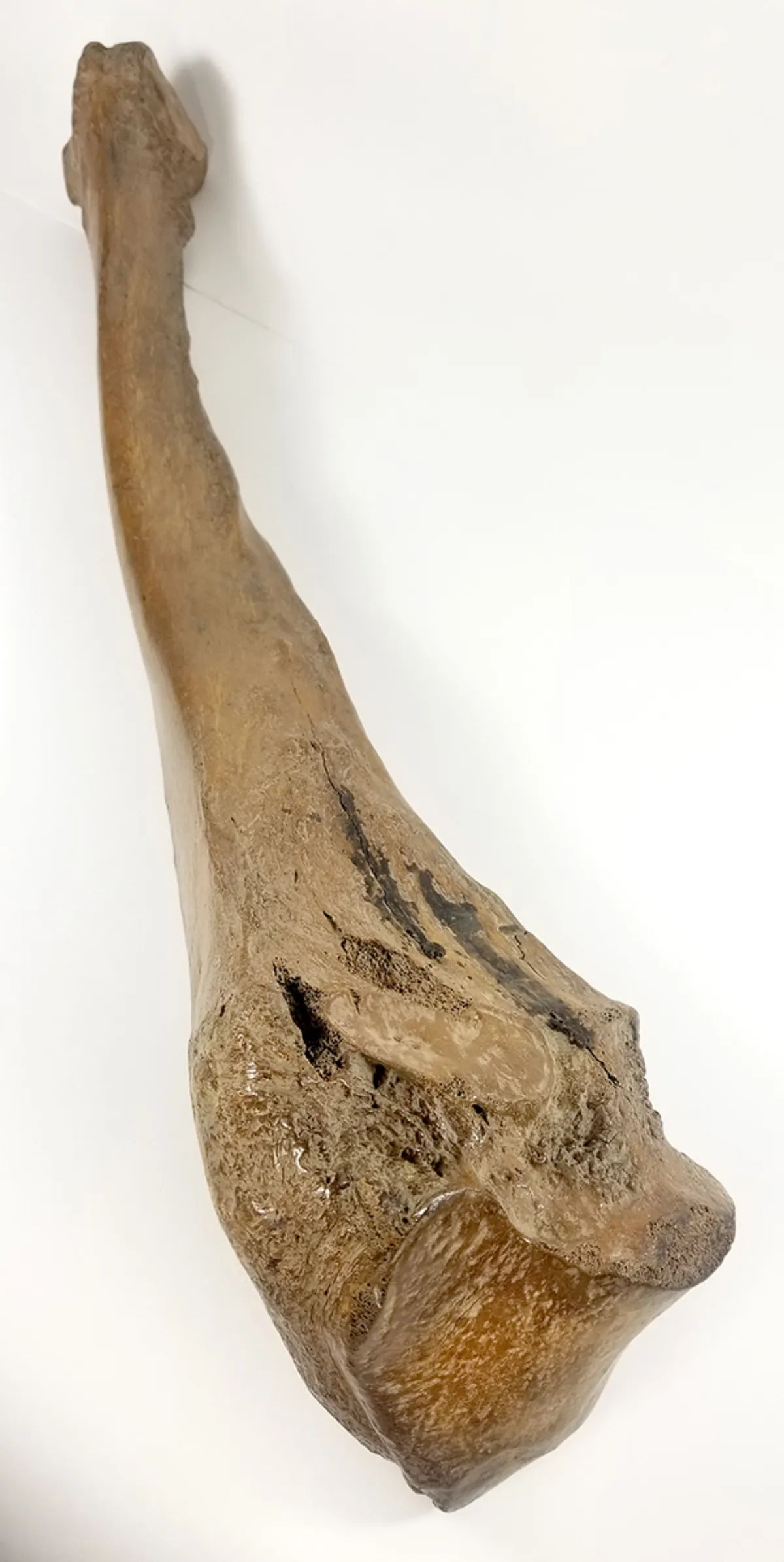 Woolly Mammoth Leg Bone