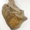 Woolly Mammoth Leg Bone