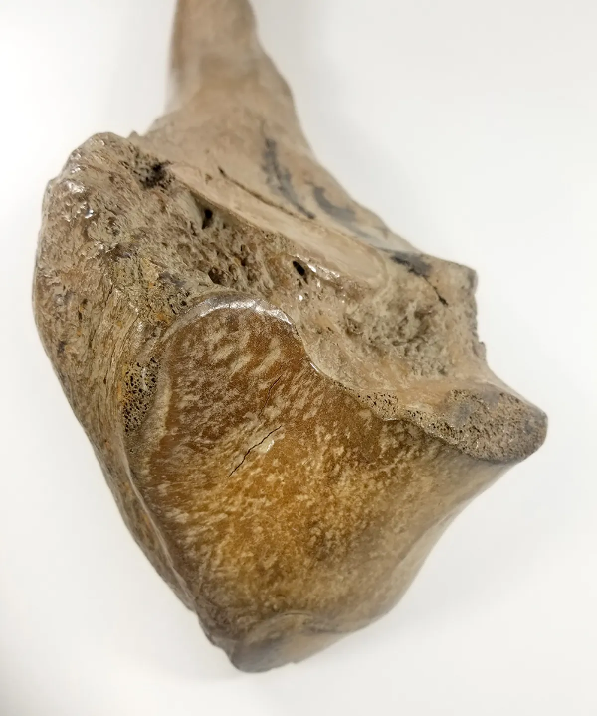 Woolly Mammoth Leg Bone