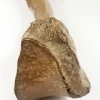 Woolly Mammoth Leg Bone