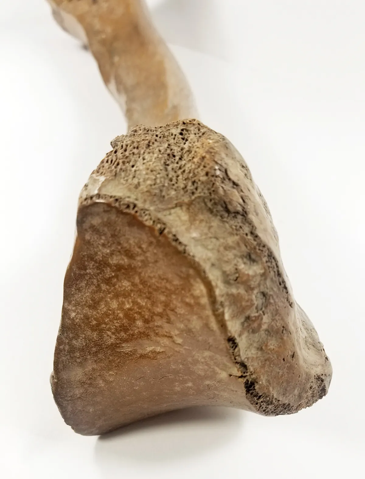 Woolly Mammoth Leg Bone