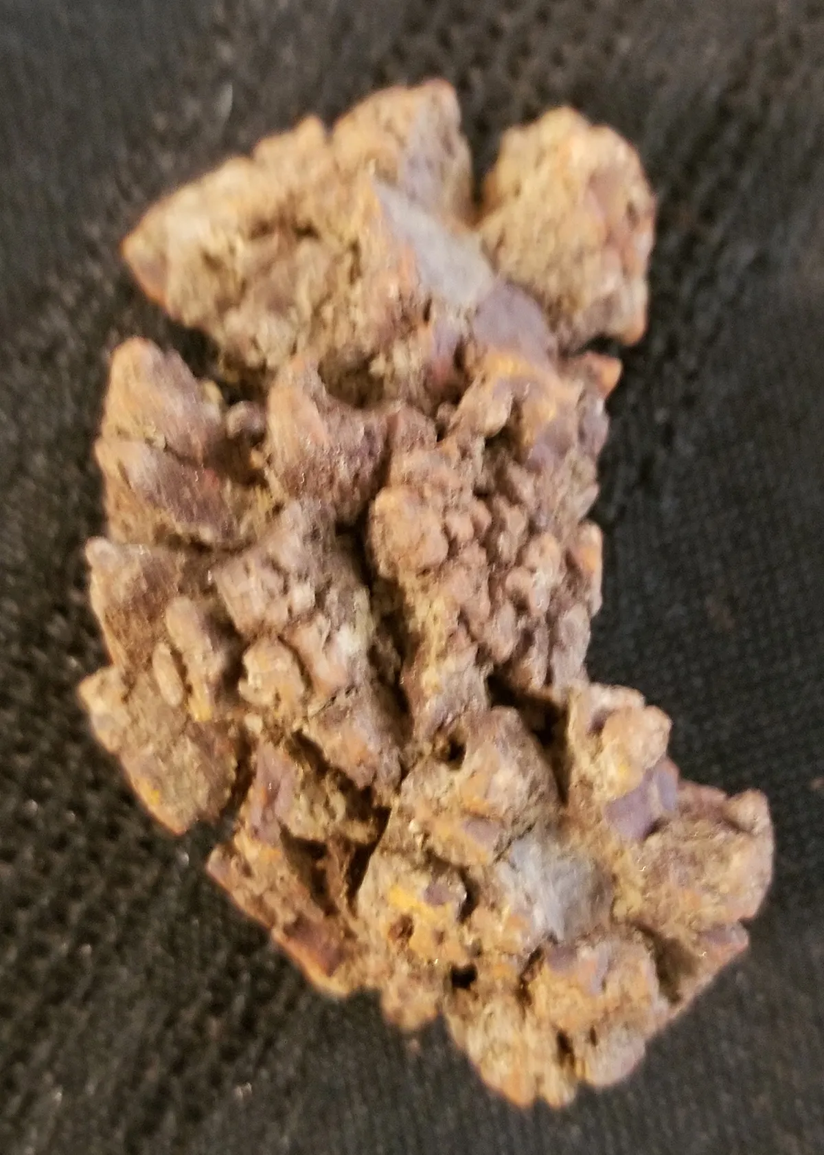Fossilized Dinosaur Poo
