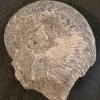 NH188-B Ammonite