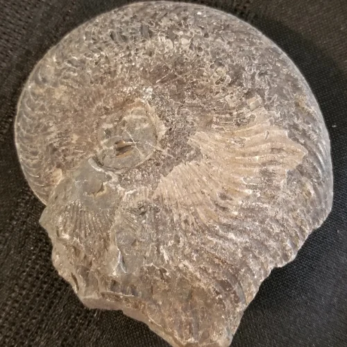 Ammonite