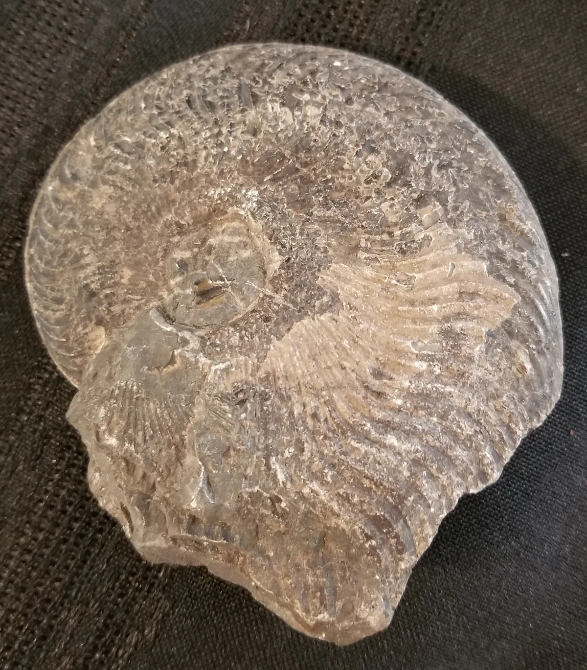 NH188-B Ammonite