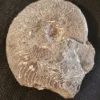 NH188-C Ammonite
