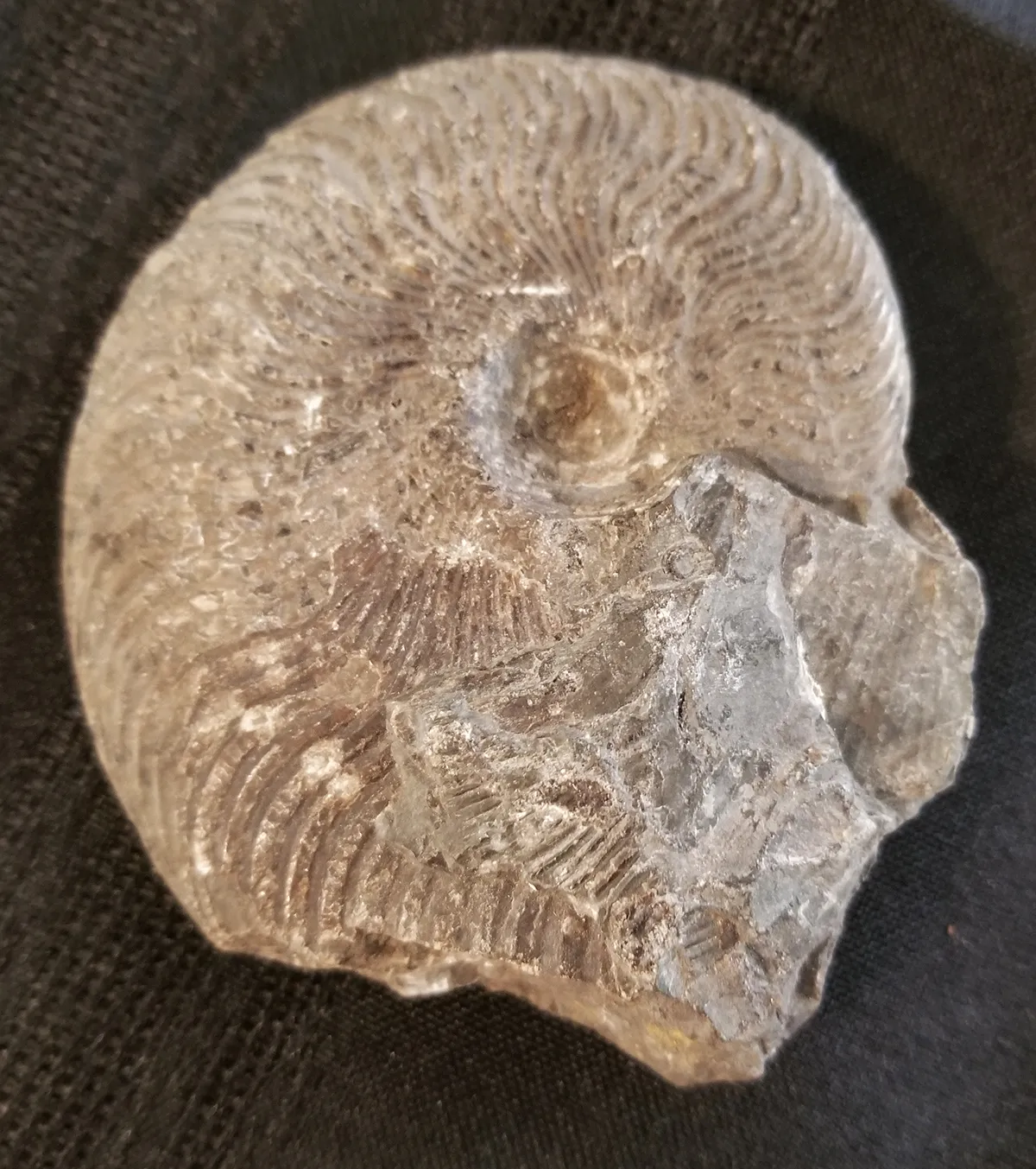 NH188-C Ammonite