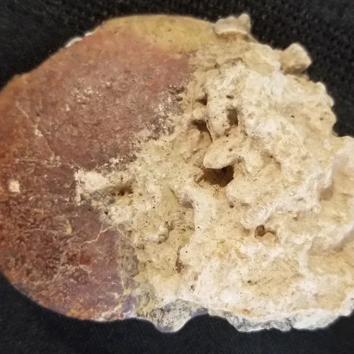 200 - 145 Million Yr old Ammonite