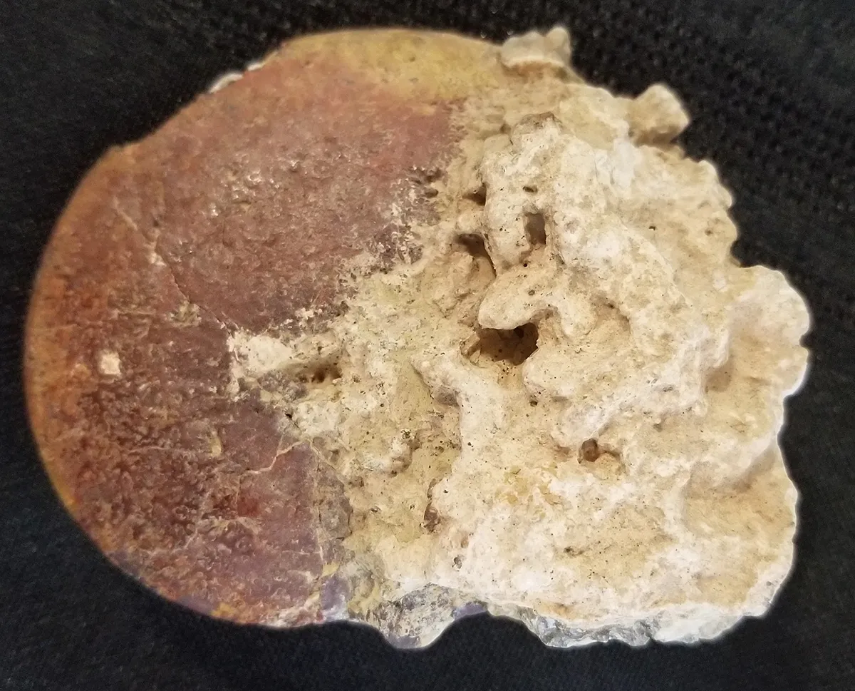 NH189-B 200 - 145 Million Yr old Ammonite