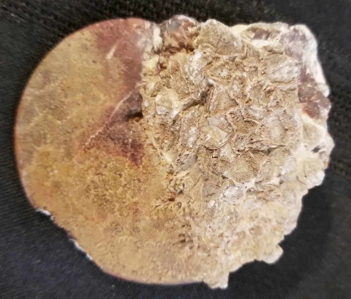 NH189-C 200 - 145 Million Yr old Ammonite
