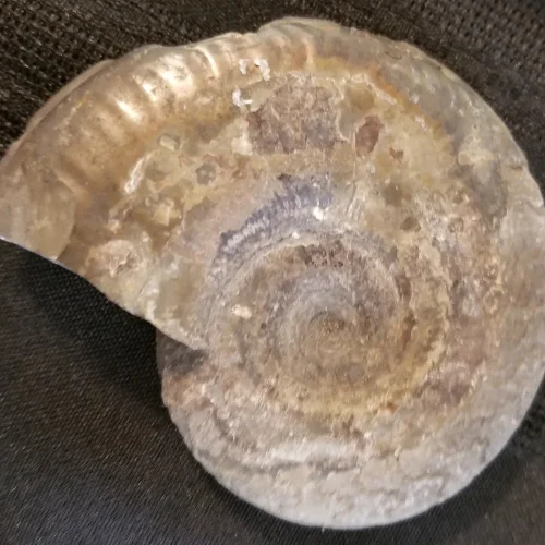 NH190-B South Dakota Specimen Ammonite