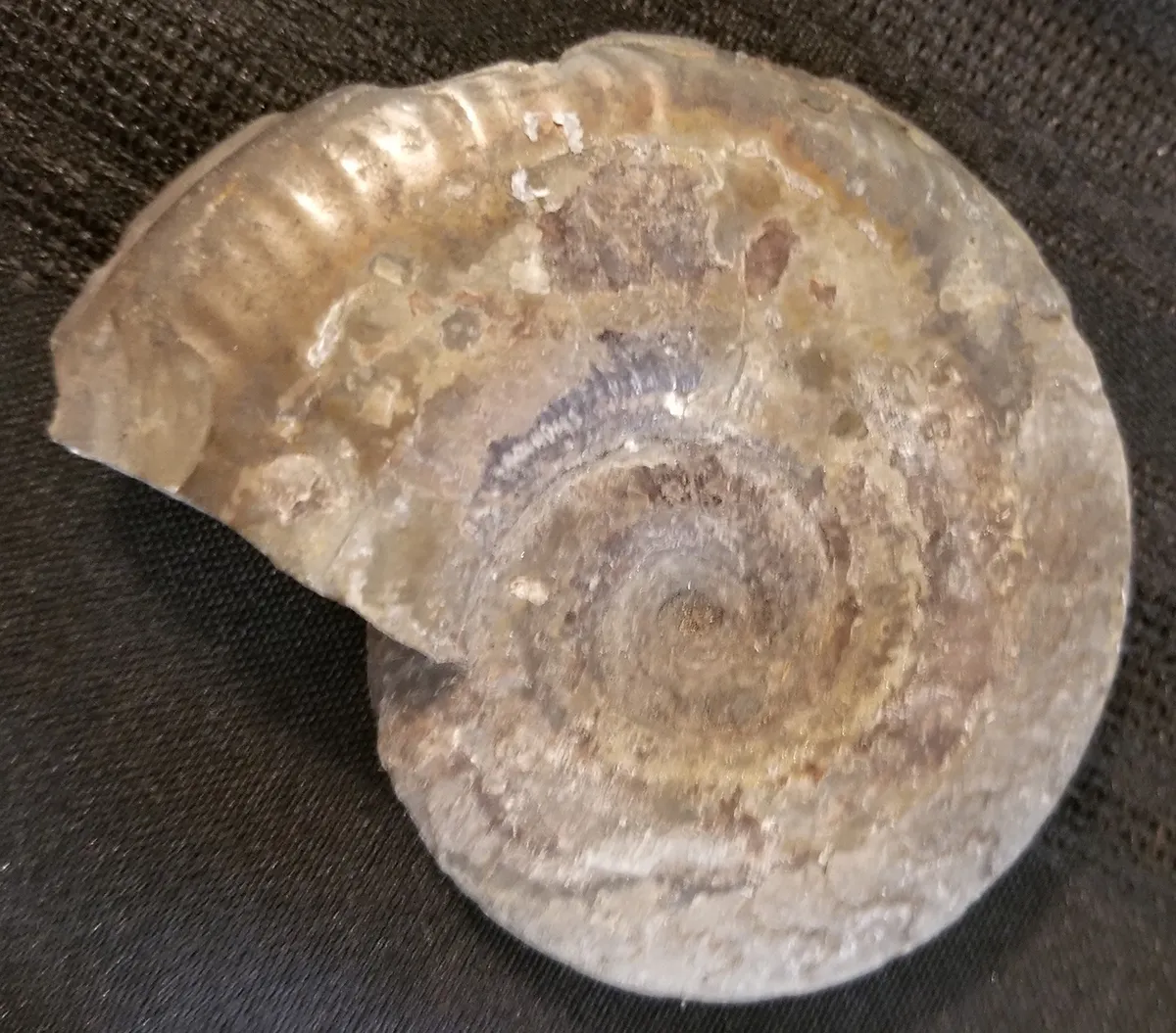 South Dakota Specimen Ammonite