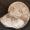 South Dakota Specimen Ammonite