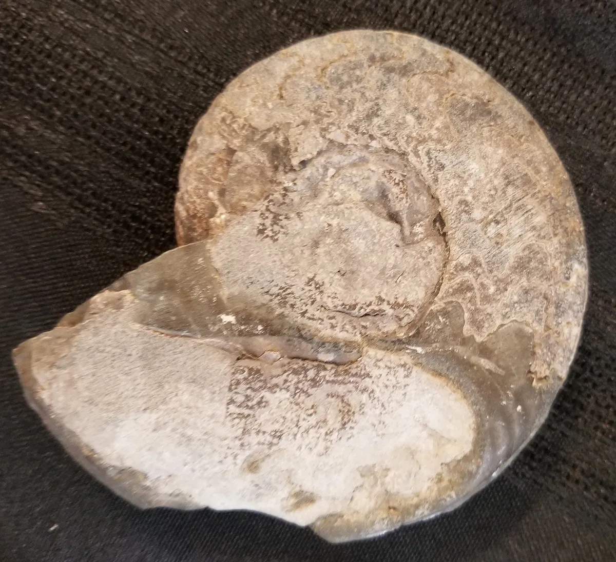 South Dakota Specimen Ammonite