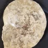 Large Madagascar Ammonite