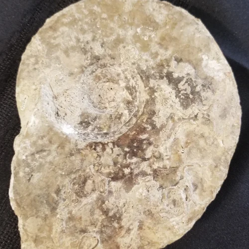 Large Madagascar Ammonite