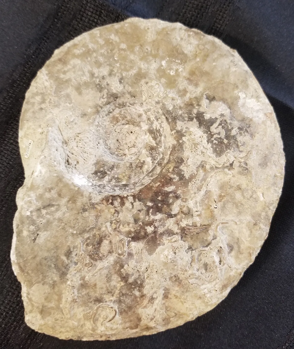 Large Madagascar Ammonite