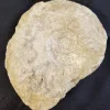 Large Madagascar Ammonite