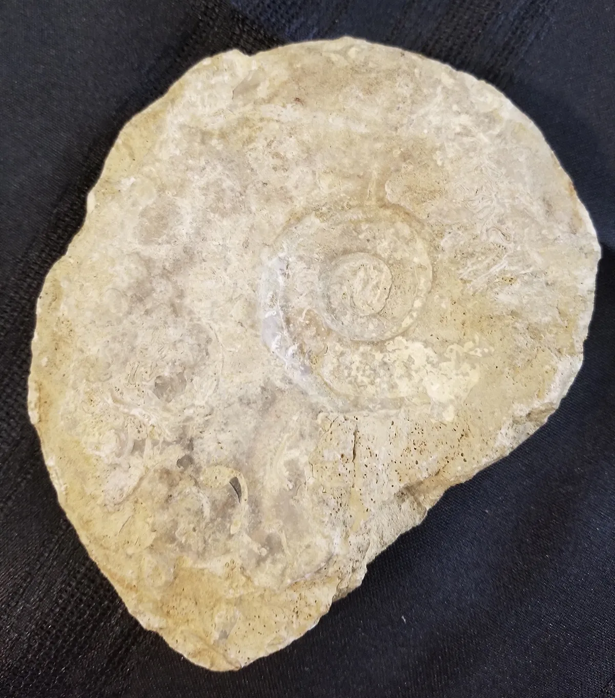Large Madagascar Ammonite