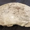 Large Madagascar Ammonite