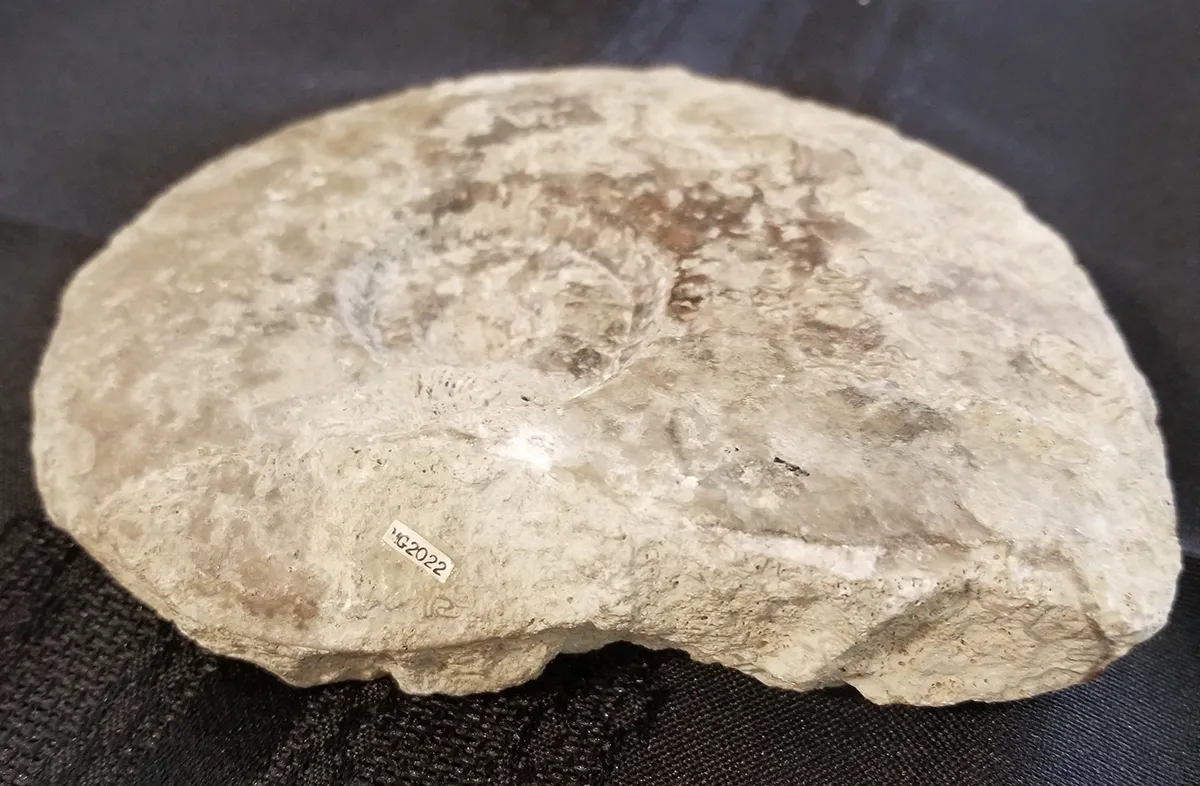 Large Madagascar Ammonite