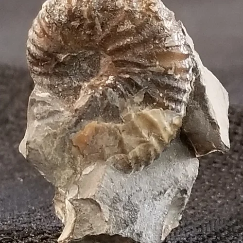 Ammonite South Dakota Specimen