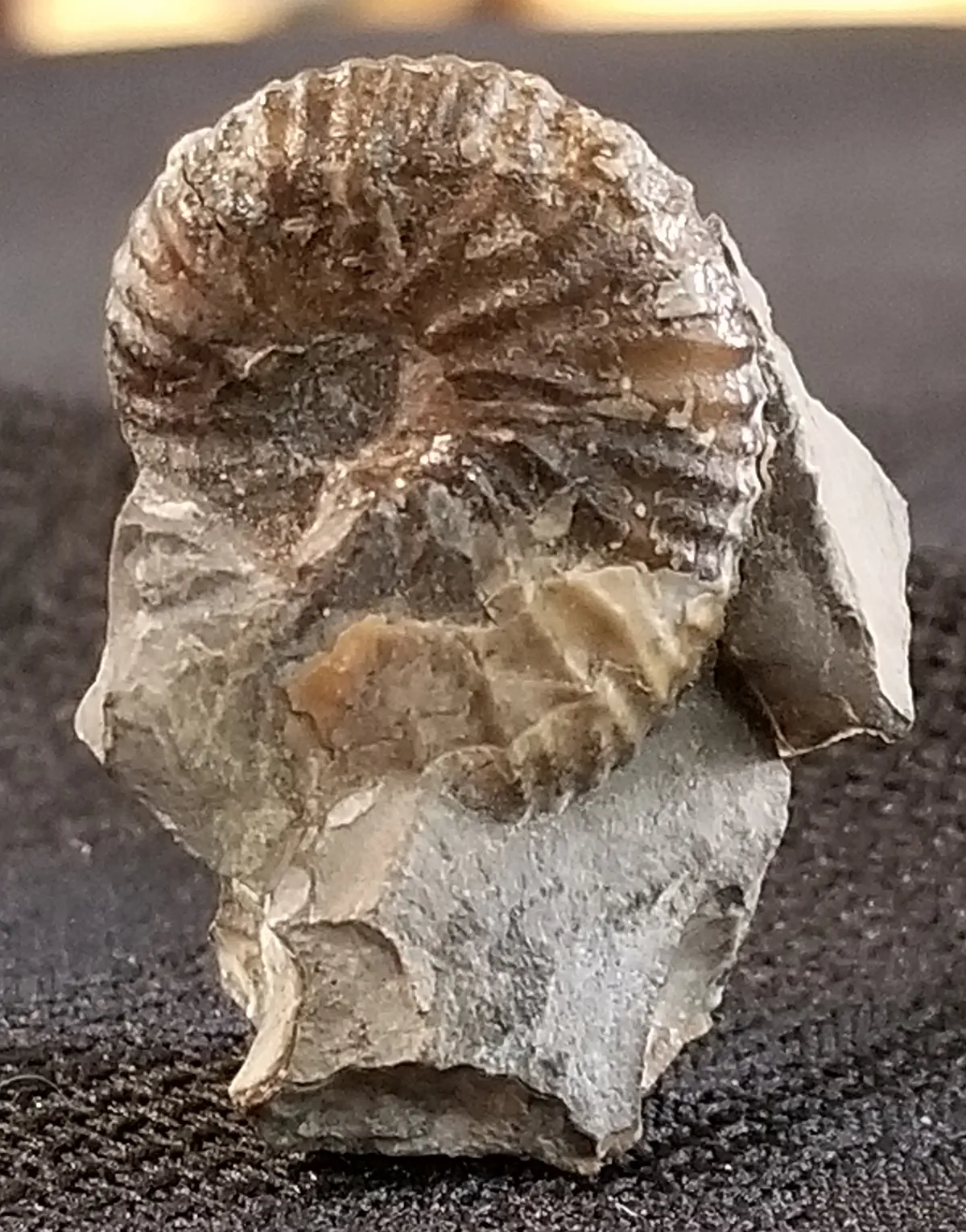 NH194-C Ammonite South Dakota Specimen