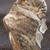 NH194-D Ammonite South Dakota Specimen