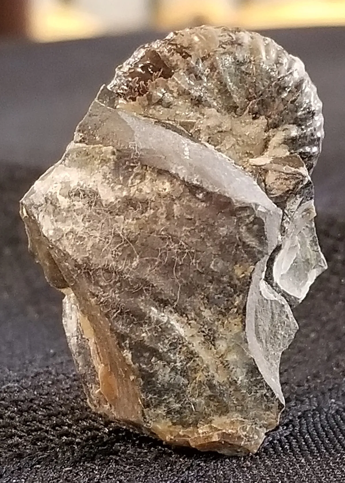 NH194-D Ammonite South Dakota Specimen